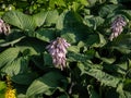 Hosta Ã¢â¬Â²Blue UmbrellasÃ¢â¬Â² with giant, blue-green, thick-textured, corrugated, heart shaped leaves Royalty Free Stock Photo